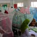 Bangladesh Dengue Outbreak Accelerates as Hospitals Come Under Strain